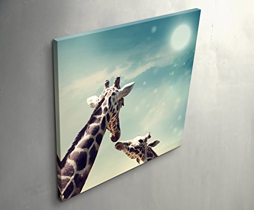 Paul Sinus Art Leinwandbilder | Bilder Leinwand 60x60cm Giraffe mit Kind – Nahaufnahme