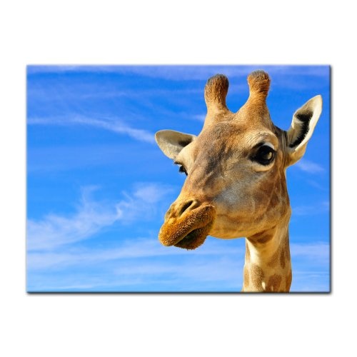 Keilrahmenbild - Lächelnde Giraffe - Bild auf Leinwand - 120x90 cm - Leinwandbilder - Tierwelten - Afrika - Zoo - Kopf Einer Giraffe - Nahansicht