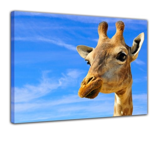 Keilrahmenbild - Lächelnde Giraffe - Bild auf Leinwand - 120x90 cm - Leinwandbilder - Tierwelten - Afrika - Zoo - Kopf Einer Giraffe - Nahansicht