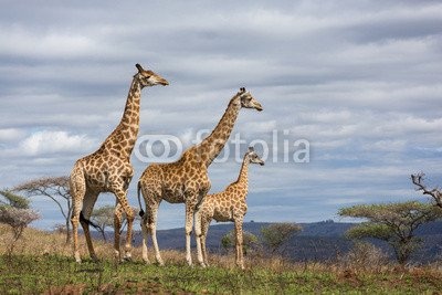 Leinwand-Bild 80 x 50 cm: "giraffes in game reserve", Bild auf Leinwand