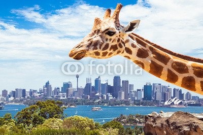 Leinwand-Bild 60 x 40 cm: "Giraffe at Taronga Zoo in Sydney. Australia.", Bild auf Leinwand