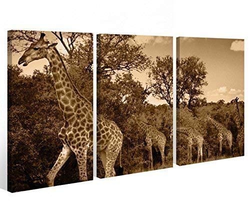 Leinwand 3 tlg. Bilder Giraffe Tier Savanna Tiere Afrika Bilder Wandbild 9A518 Holz-fertig gerahmt -direkt Hersteller, 3 tlg BxH:120x80cm (3Stk 40x 80cm)