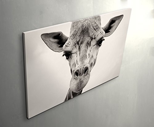 Eau Zone Wandbild auf Leinwand 120x80cm Kopf Einer Giraffe in Freier Wildbahn – Nahaufnahme