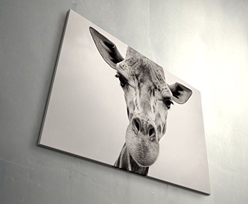 Eau Zone Wandbild auf Leinwand 120x80cm Kopf Einer Giraffe in Freier Wildbahn – Nahaufnahme
