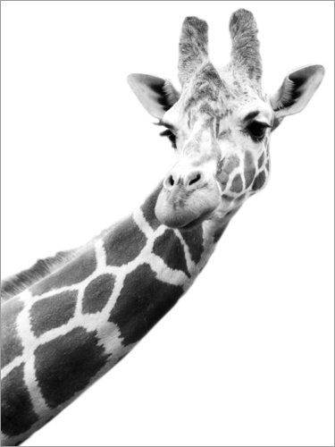 Posterlounge Leinwandbild 30 x 40 cm: Giraffe in schwarz-Weiss von Darren Greenwood/Design Pics - fertiges Wandbild, Bild auf Keilrahmen, Fertigbild auf echter Leinwand, Leinwanddruck