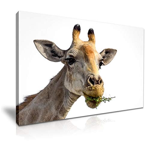 YES ART Leinwandbild, Giraffe, 76 x 50 cm