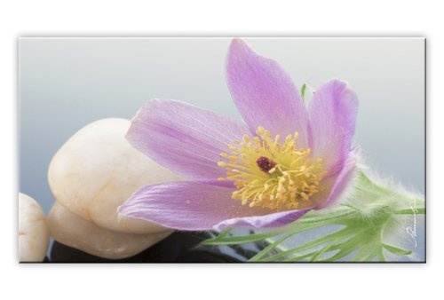 Leinwandbild Finger Kuhschelle Blume Wandbild 1-Teilig: 100x55 cm