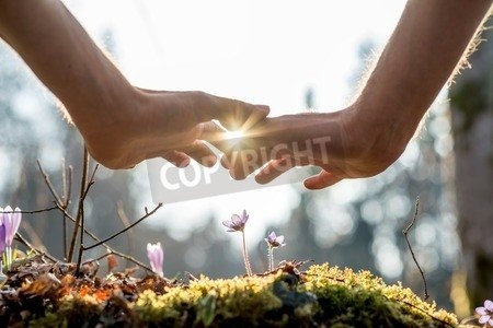 Leinwand-Bild 120 x 80 cm: "Close up Bare Hand of a Man Covering Small Flowers at the Garden with Sunlight Between Fingers.", Bild auf Leinwand