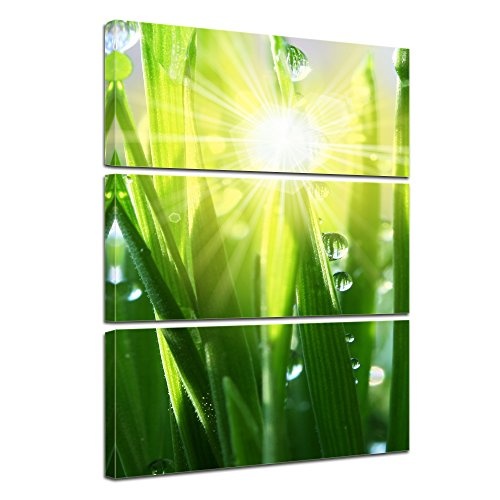 Wandbild - Gras II - Bild auf Leinwand - 60x90 cm dreiteilig - Leinwandbilder - Pflanzen & Blumen - Grashalme mit Wassertropfen in der Sonne