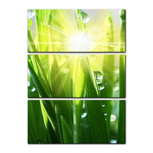 Wandbild - Gras II - Bild auf Leinwand - 60x90 cm dreiteilig - Leinwandbilder - Pflanzen & Blumen - Grashalme mit Wassertropfen in der Sonne