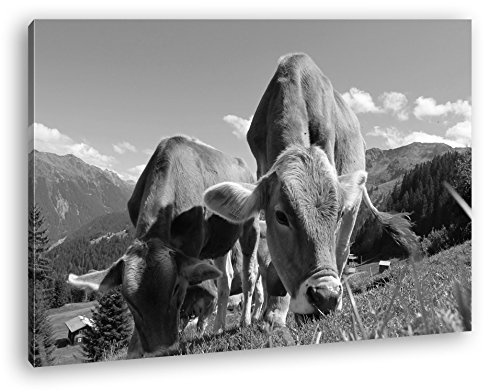deyoli friedliche Kühe auf Einer Weide in Österreich Effekt: Schwarz/Weiß im Format: 120x80 als Leinwandbild, Motiv auf Echtholzrahmen, Hochwertiger Digitaldruck mit Rahmen, Kein Poster