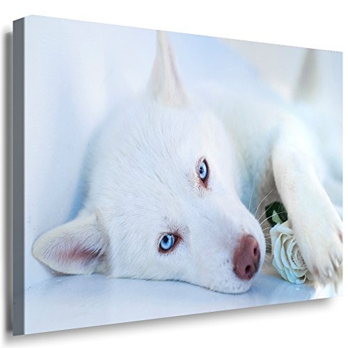 Julia-art Leinwandbilder - Hund Husky Bild 1 teilig - 120 mal 80 cm Leinwand auf Rahmen - sofort aufhängbar ! Wandbild XXL - Kunstdrucke QN.71-6