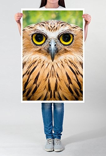Sinus Art Kunst Leinwandbild - Tierfotografie - Witziges Eulengesicht mit großen gelben Augen- Fotodruck in gestochen scharfer Qualität
