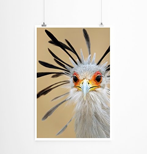 Sinus Art Kunst Leinwandbild - Tierfotografie - Witziger Vogel- Fotodruck in gestochen scharfer Qualität