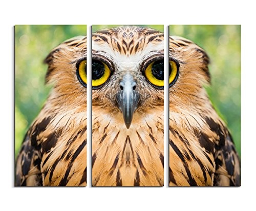 Sinus Art 3 teiliges Leinwandbild gesamt 130x90cm Tierfotografie – Witziges Eulengesicht mit großen gelben Augen