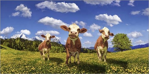 Posterlounge Leinwandbild 180 x 90 cm: Kühe auf der ALM von Michael Rucker - fertiges Wandbild, Bild auf Keilrahmen, Fertigbild auf echter Leinwand, Leinwanddruck