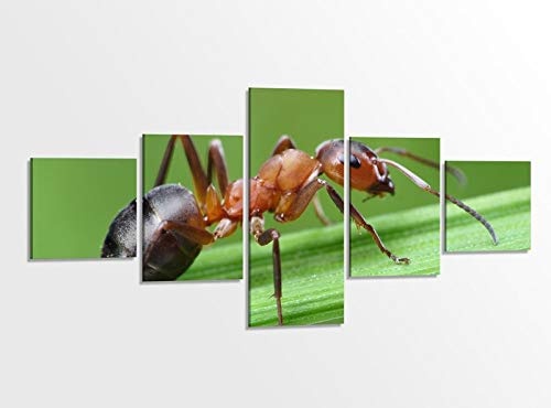 Leinwandbild 5 tlg. 200x100cm Ameise Ameisen Gras Blatt grün Insekt Tierwelt Bilder Druck auf Leinwand Bild Kunstdruck mehrteilig Holz gerahmt 9AB12013