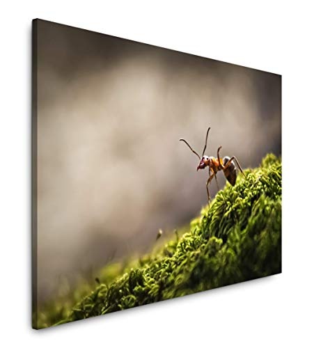 bestforhome 180x120cm Leinwandbild Ameise auf Moos Leinwand auf Holzrahmen