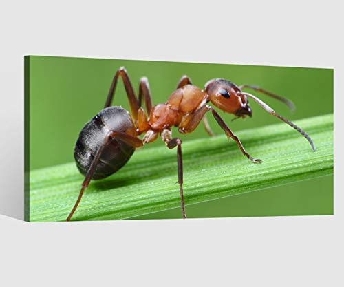 Leinwandbild Ameise Ameisen Gras Blatt grün Insekt Leinwand Bild Bilder Tierwelt Wandbild Holz Leinwandbilder Kunstdruck vom Hersteller 9AB721, Leinwand Größe 1:40x20cm