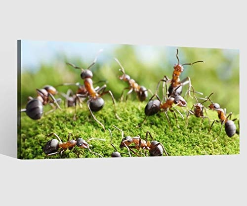 Leinwandbild Ameise Ameisen Gras arbeiten Insekt Leinwand Bild Bilder Tierwelt Wandbild Holz Leinwandbilder Kunstdruck vom Hersteller 9AB722, Leinwand Größe 1:80x40cm