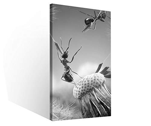 Leinwandbilder 1Tlg Ameisen Fliegen Pusteblume Insekten Blume schwarz weiß Leinwandbild Kunstdruck Wand Bilder Vlies Wandbild Leinwand Bild Druck 9W2029, Canvas BxH 1tlg:30x60cm