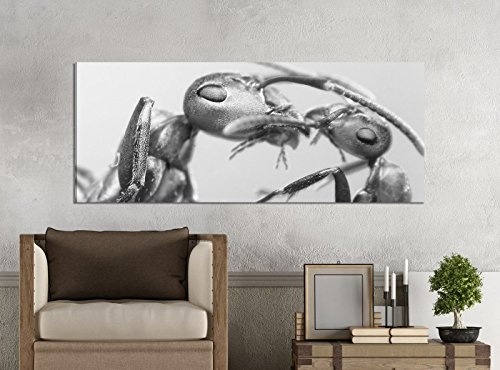 Leinwandbilder 1Tlg 100x40cm schwarz weiß Ameise Mutter Insekt Ameisen Liebe Leinwandbild Kunstdruck Wand Bilder Vlies Wandbild Leinwand Bild Druck 9Z1648, Leinwandbild Größe:100x40cm