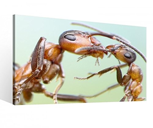 Leinwand 1Tlg XXL Ameise Mutter Insekt Ameisen Liebe Leinwandbild Bilder Wandbild Holz direkt vom Hersteller 9P038, XL 1Tlg BxH:100cmx60cm