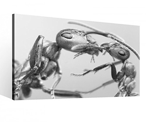 Leinwand 1Tlg XXL Ameise schwarz Insekt Ameisen Liebe Leinwandbild Bilder Wandbild Holz direkt vom Hersteller 9P066, XL 1Tlg BxH:100cmx60cm