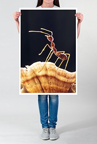 Sinus Art Kunst Leinwandbild - Tierfotografie - Ameise auf Pilz- Fotodruck in gestochen scharfer Qualität