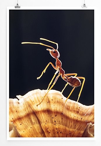 Sinus Art Kunst Leinwandbild - Tierfotografie - Ameise auf Pilz- Fotodruck in gestochen scharfer Qualität