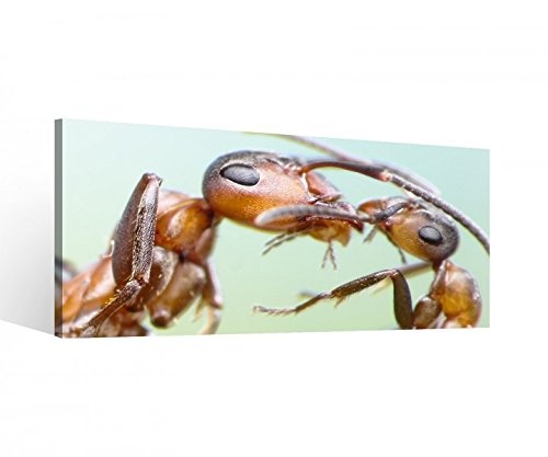 Leinwand 1Tlg Ameise Mutter Insekt Ameisen Liebe Leinwandbild Bilder Wandbild Holz direkt vom Hersteller 9P495, 1 Tlg BxH:80x40cm