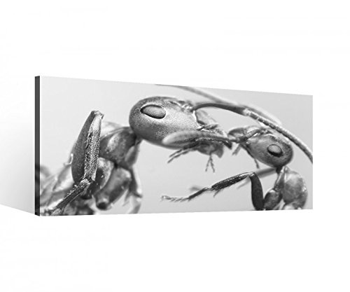 Leinwand 1Tlg Ameise Mutter Insekt Ameisen Liebe Leinwandbild Bilder Wandbild Holz direkt vom Hersteller 9P496, 1 Tlg BxH:60x30cm