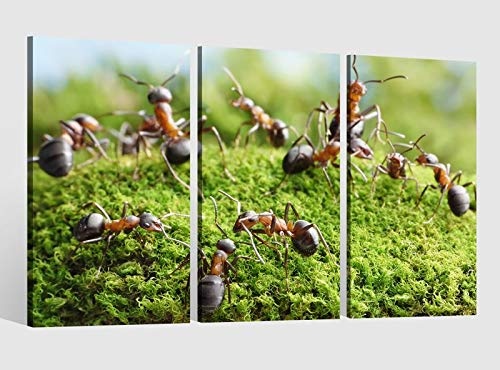 Leinwandbild 3 tlg Ameise Ameisen Gras arbeiten Insekt Bild Bilder Leinwand Leinwandbilder Tierwelt Wandbild 9AB1740, 3 tlg BxH:90x60cm (3Stk 30x 60cm)