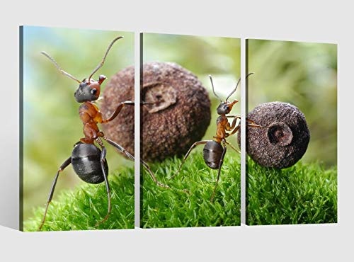 Leinwandbild 3 tlg Ameise Gras arbeiten Kugel Insekt Bild Leinwand Leinwandbilder Tierwelt Wandbild Kunstdruck 9AB1741, 3 tlg BxH:90x60cm (3Stk 30x 60cm)