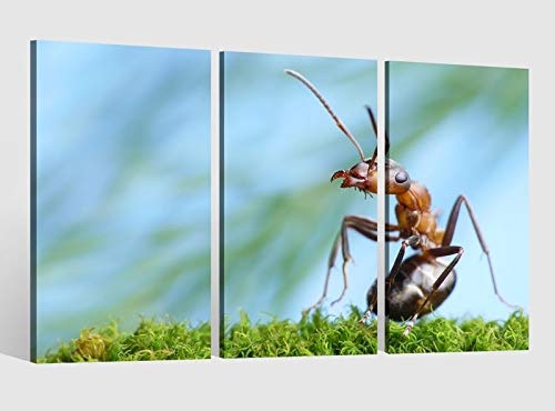 Leinwandbild 3 tlg Ameise Gras allein Spion Insekt Bild Leinwand Leinwandbilder Tierwelt Wandbild Kunstdruck 9AB1738, 3 tlg BxH:120x80cm (3Stk 40x 80cm)