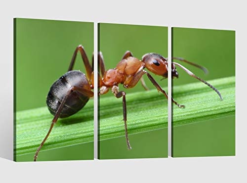 Leinwandbild 3 tlg Ameise Gras Blatt grün Insekt Bild Leinwand Leinwandbilder Tierwelt Wandbild Kunstdruck 9AB1739, 3 tlg BxH:120x80cm (3Stk 40x 80cm)