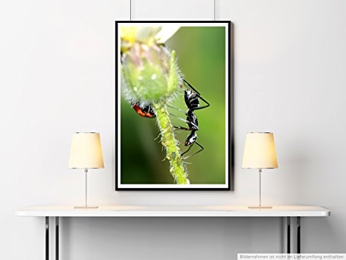 Sinus Art Kunst Leinwandbild - Tierfotografie – Schwarzer Käfer und Ameise auf Einer Blume- Fotodruck in gestochen scharfer Qualität