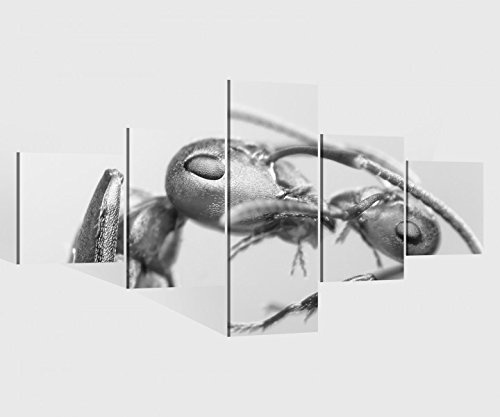 Leinwandbild 5 tlg. 200cmx100cm Ameise Mutter Insekt Ameisen Liebe schwarz weiß Bilder Druck auf Leinwand Bild Kunstdruck mehrteilig Holz 9YA1231, 5Tlg 200x100cm:5Tlg 200x100cm