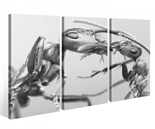 Leinwandbild 3 Tlg. Ameise Mutter Insekt Ameisen schwarz Leinwand Bild Bilder Holz fertig gerahmt 9P770, 3 tlg BxH:120x80cm (3Stk 40x 80cm)