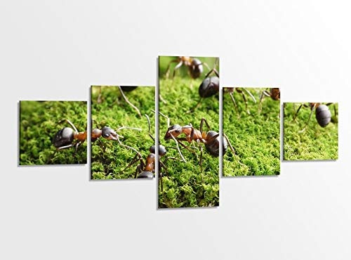 Leinwandbild 5 tlg. 200x100cm Ameise Ameisen Gras arbeiten Insekt Tierwelt Bilder Druck auf Leinwand Bild Kunstdruck mehrteilig Holz gerahmt 9AB1214