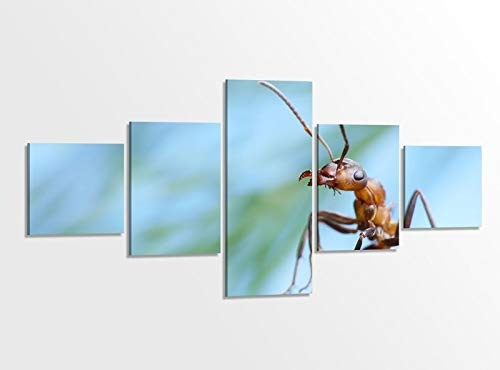 Leinwandbild 5 tlg. 200x100cm Ameise Ameisen Gras allein Spion Insekt Tierwelt Bilder Druck auf Leinwand Bild Kunstdruck mehrteilig Holz gerahmt 9AB1212