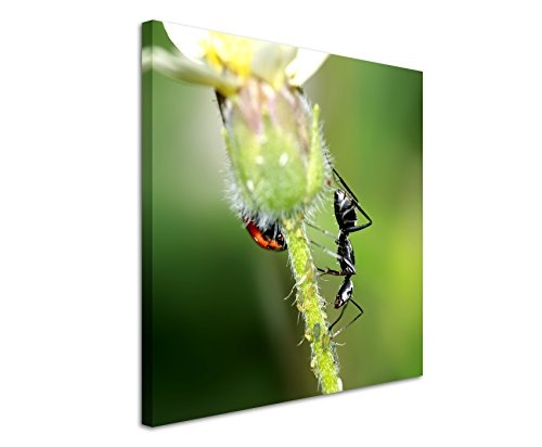 Leinwandbilder quadratisch 60x60cm Tierbilder - Schwarzer Käfer und Ameise auf einer Blume