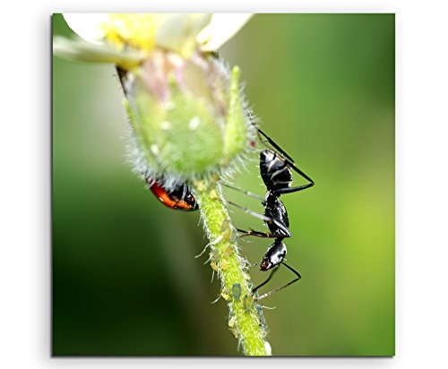 Leinwandbilder quadratisch 60x60cm Tierbilder - Schwarzer Käfer und Ameise auf einer Blume