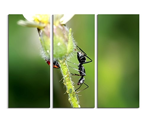 Sinus Art 3 teiliges Leinwandbild gesamt 130x90cm Tierfotografie - Schwarzer Käfer und Ameise auf Einer Blume