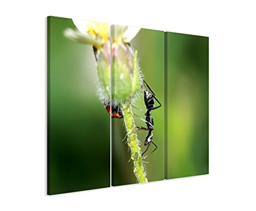 Sinus Art 3 teiliges Leinwandbild gesamt 130x90cm Tierfotografie - Schwarzer Käfer und Ameise auf Einer Blume