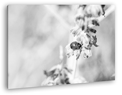 süßer Marienkäfer auf einem Lavendelzweig Effekt: Schwarz/Weiß Format: 120x80 als Leinwandbild, Motiv fertig gerahmt auf Echtholzrahmen, Hochwertiger Digitaldruck mit Rahmen, Kein Poster oder Plakat