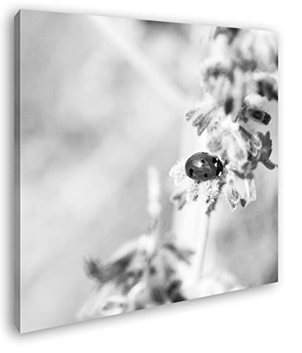 süßer Marienkäfer auf einem Lavendelzweig Format: 60x60 Effekt: Schwarz&Weiß als Leinwandbild, Motiv fertig gerahmt auf Echtholzrahmen, Hochwertiger Digitaldruck mit Rahmen, Kein Poster oder Plakat