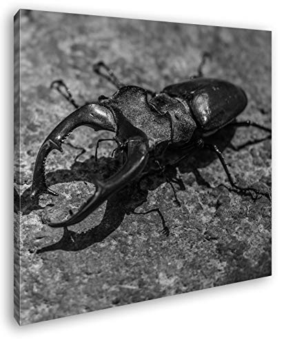 deyoli Bezaubernder Hirschkäfer Format: 70x70 Effekt: Schwarz&Weiß als Leinwandbild, Motiv auf Echtholzrahmen, Hochwertiger Digitaldruck mit Rahmen, Kein Poster oder Plakat