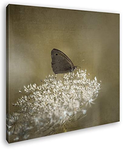 deyoli Kleiner süßer Schmetterling Format: 60x60 als Leinwandbild, Motiv fertig gerahmt auf Echtholzrahmen, Hochwertiger Digitaldruck mit Rahmen, Kein Poster oder Plakat
