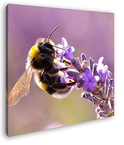 deyoli Hummel auf Einer Lavendel Blüte Format: 60x60 als Leinwandbild, Motiv fertig gerahmt auf Echtholzrahmen, Hochwertiger Digitaldruck mit Rahmen, Kein Poster oder Plakat